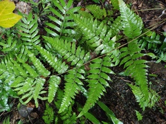 Diplazium esculentum