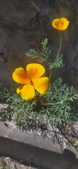 Eschscholzia californica