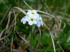 Androsace chamaejasme