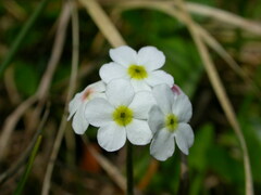 Androsace chamaejasme