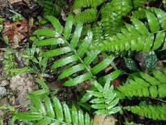 Angiopteris fokiensis