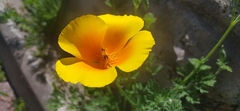 Eschscholzia californica