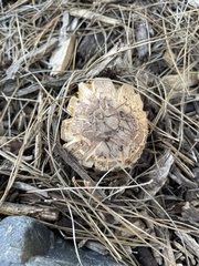 Agaricus deserticola