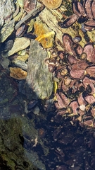 Agonopsis chiloensis