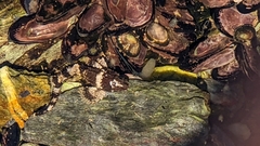Agonopsis chiloensis