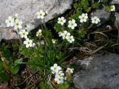 Androsace chamaejasme