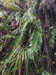 Blechnum orientale