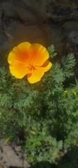 Eschscholzia californica