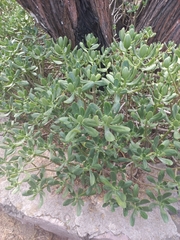 Phoradendron bolleanum