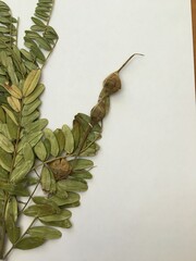 Sophora macrocarpa