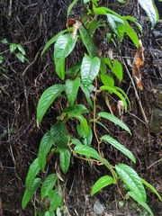 Actinidia fulvicoma