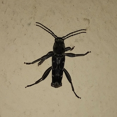 Xylotrechus smei