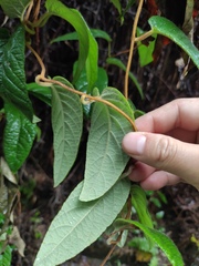 Actinidia fulvicoma