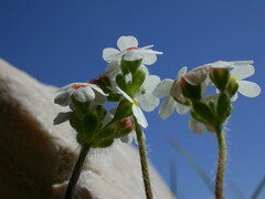 Androsace chamaejasme