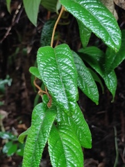 Actinidia fulvicoma