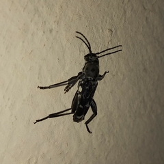 Xylotrechus smei