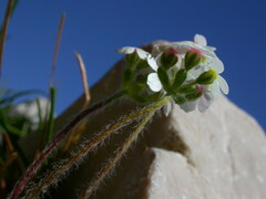 Androsace chamaejasme