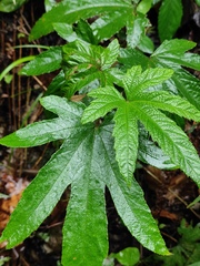Rubus reflexus lanceolobus