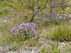Aristea oligocephala