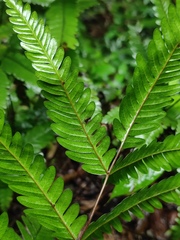 Pteris fauriei