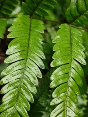 Pteris fauriei
