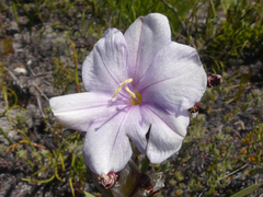 Aristea oligocephala