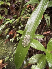 Centrolenidae