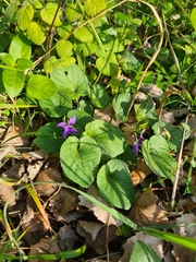 Viola