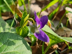 Viola