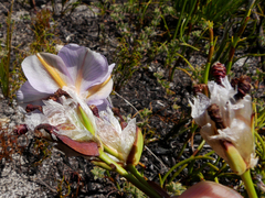 Aristea oligocephala