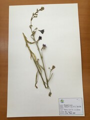 Malesherbia linearifolia