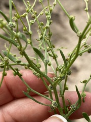 Cycloloma atriplicifolium