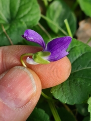 Viola