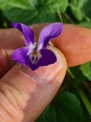 Viola