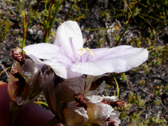 Aristea oligocephala