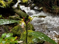 Gesneriaceae