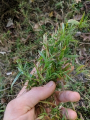 Dichanthelium implicatum