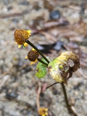 Acmella paniculata