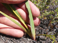 Aristea oligocephala