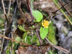 Acmella paniculata