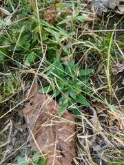 Dichanthelium implicatum