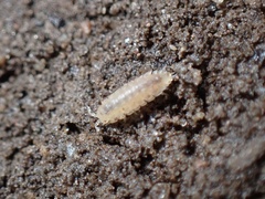 Haplophthalmus danicus