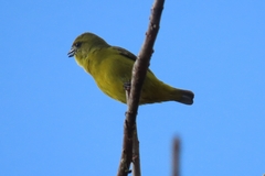 Euphonia luteicapilla