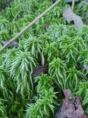 Sphagnum squarrosum