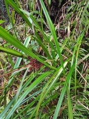 Carex baccans