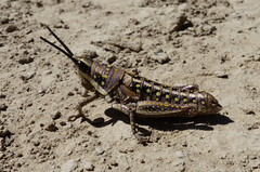 Monistria pustulifera