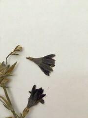 Malesherbia linearifolia