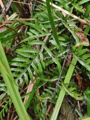 Pteris semipinnata