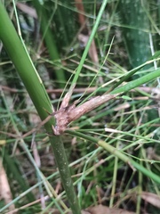 Bambusa eutuldoides