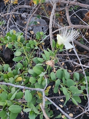 Capparis sandwichiana